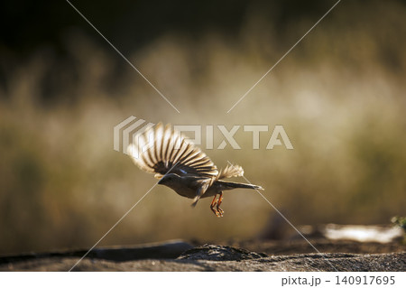 Southern Grey headed Sparrow in Greater Kruger National park, South Africa Southern Grey headed Sparrow in Greater Kruger National park, South Africa 140917695