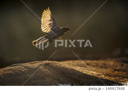 Southern Grey headed Sparrow in Greater Kruger National park, South Africa Southern Grey headed Sparrow in Greater Kruger National park, South Africa 140917698