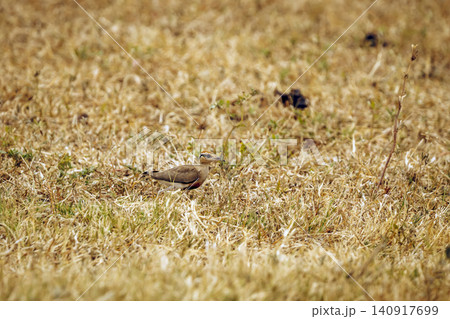 Temminck's Courser in Greater Kruger National park, South Africa Temminck's Courser in Greater Kruger National park, South Africa 140917699