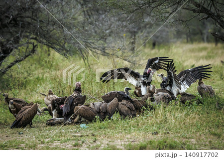 White headed Vulture in Greater Kruger National park, South Africa White headed Vulture in Greater Kruger National park, South Africa 140917702
