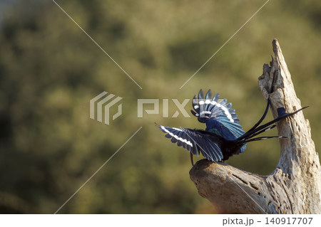 Green wood hoopoe in Greater Kruger National park, South Africa Green wood hoopoe in Greater Kruger National park, South Africa 140917707