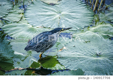 Green backed heron in Greater Kruger National park, South Africa 140917708