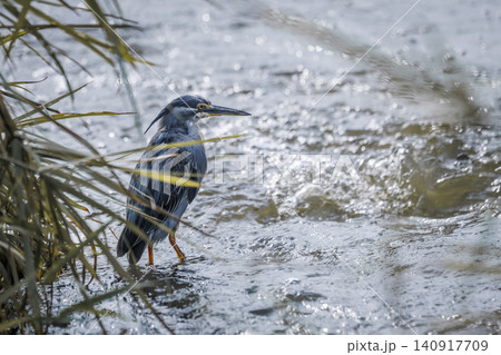 Green backed heron in Greater Kruger National park, South Africa 140917709