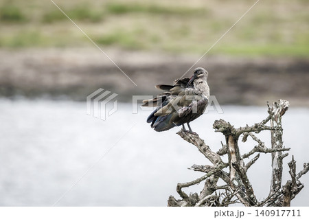 Hadada ibis in Greater Kruger National park, South Africa 140917711
