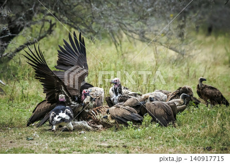 Lappet face Vulture in Greater Kruger National park, South Africa Lappet face Vulture in Greater Kruger National park, South Africa 140917715
