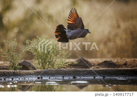 Laughing Dove in Greater Kruger National park, South Africa Laughing Dove in Greater Kruger National park, South Africa 140917717