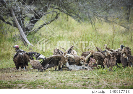 White backed Vulture in Greater Kruger National park, South Africa White backed Vulture in Greater Kruger National park, South Africa 140917718