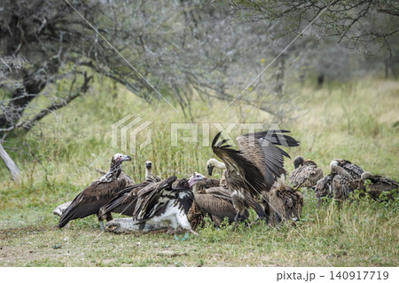 White backed Vulture in Greater Kruger National park, South Africa White backed Vulture in Greater Kruger National park, South Africa 140917719