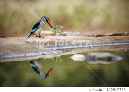 Woodland kingfisher in Greater Kruger National park, South Africa 140917723