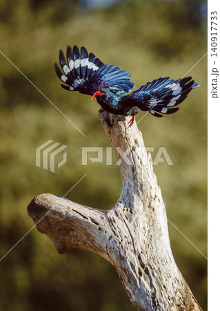 Green wood hoopoe in Greater Kruger National park, South Africa Green wood hoopoe in Greater Kruger National park, South Africa 140917733