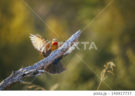 White fronted Bee eater in Greater Kruger National park, South Africa 140917737