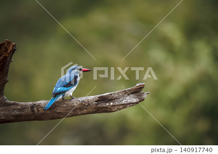 Woodland kingfisher in Greater Kruger National park, South Africa Woodland kingfisher in Greater Kruger National park, South Africa 140917740