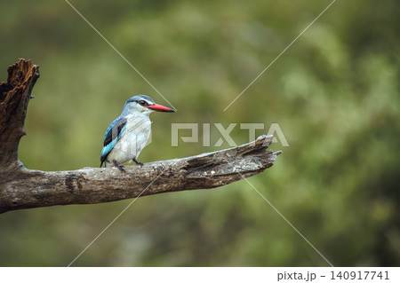 Woodland kingfisher in Greater Kruger National park, South Africa Woodland kingfisher in Greater Kruger National park, South Africa 140917741
