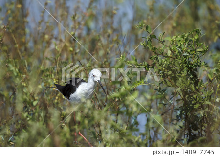 Black winged stilt in Greater Kruger National park, South Africa Black winged stilt in Greater Kruger National park, South Africa 140917745