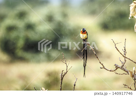 Eastern Paradise Whydah in Greater Kruger National park, South Africa 140917746