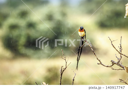 Eastern Paradise Whydah in Greater Kruger National park, South Africa Eastern Paradise Whydah in Greater Kruger National park, South Africa 140917747