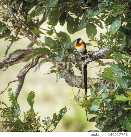 Eastern Paradise Whydah in Greater Kruger National park, South Africa Eastern Paradise Whydah in Greater Kruger National park, South Africa 140917748