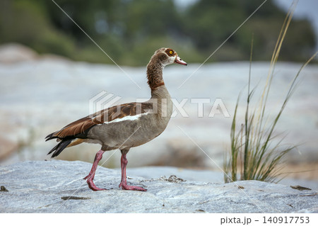 Egyptian Goose in Greater Kruger National park, South Africa Egyptian Goose in Greater Kruger National park, South Africa 140917753