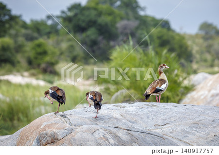 Egyptian Goose in Greater Kruger National park, South Africa Egyptian Goose in Greater Kruger National park, South Africa 140917757
