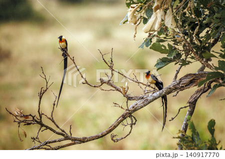 Eastern Paradise Whydah in Greater Kruger National park, South Africa Eastern Paradise Whydah in Greater Kruger National park, South Africa 140917770