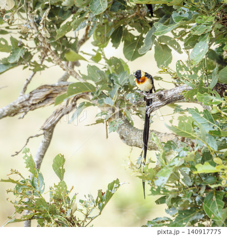Eastern Paradise Whydah in Greater Kruger National park, South Africa 140917775