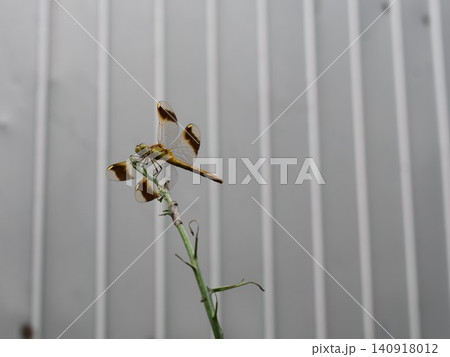 植物にとまる黄色いトンボ　ミヤマアカネ 140918012