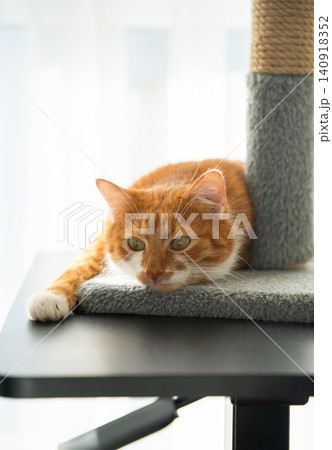 A ginger cat lies on the table, observing the room. Domestic cats in an apartment. A ginger cat lies on the table, observing the room. Domestic cats in an apartment. 140918352