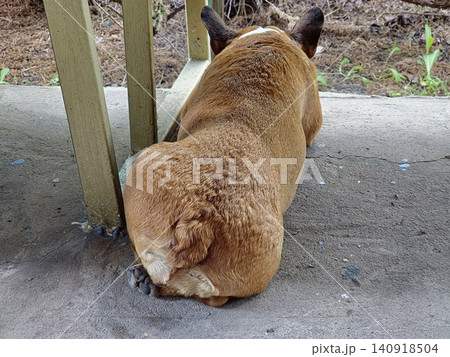 Healthy Purebred Female French Bulldog Showing Natural Short Tail Healthy Purebred Female French Bulldog Showing Natural Short Tail 140918504