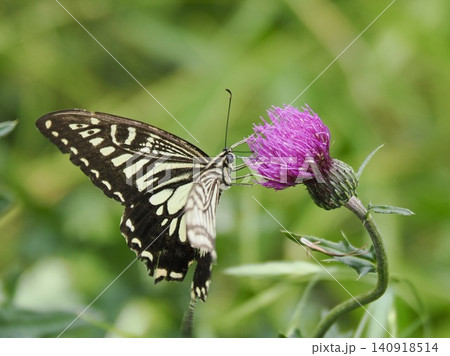 アザミの蜜を吸うアゲハチョウ アザミの蜜を吸うアゲハチョウ 140918514