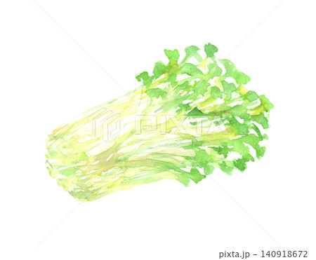 カイワレ大根の水彩イラスト カイワレ大根の水彩イラスト 140918672