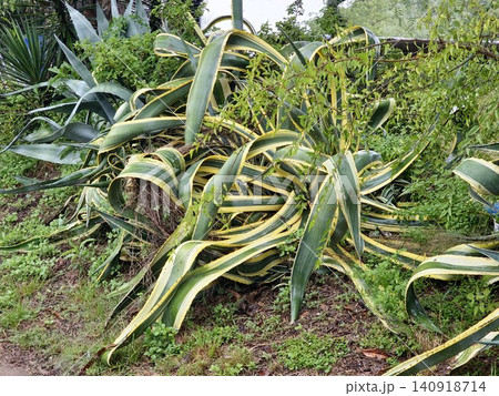 Variegated Century Plant Agave americana Marginata Growing Outdoors Variegated Century Plant Agave americana Marginata Growing Outdoors 140918714