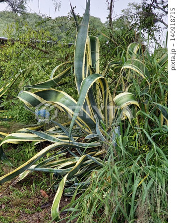 Close View of Variegated Century Plant Leaves Close View of Variegated Century Plant Leaves 140918715
