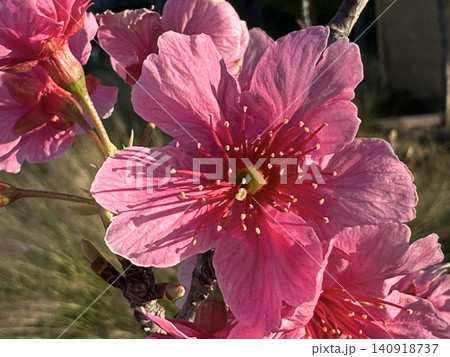 Spring blooming a small tree Taiwan cherry, Formosan cherry, or bellflower cherry (lat.- Prunus campanulata) Spring blooming a small tree Taiwan cherry, Formosan cherry, or bellflower cherry (lat.- Prunus campanulata) 140918737