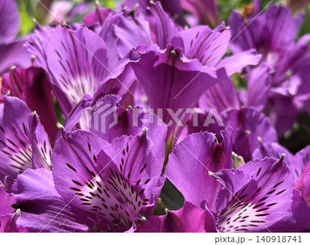 Peruvian Lily or Lily of the Incas (Alstroemeria) Peruvian Lily or Lily of the Incas (Alstroemeria) 140918741