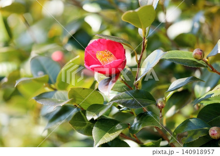 椿の花 朱雀門 椿の花 朱雀門 140918957