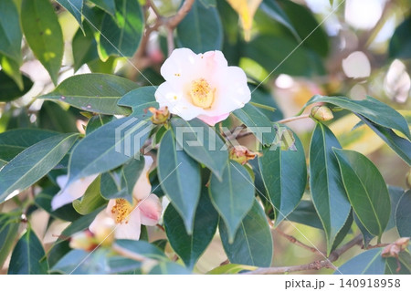 椿の花 昭和侘助 椿の花 昭和侘助 140918958