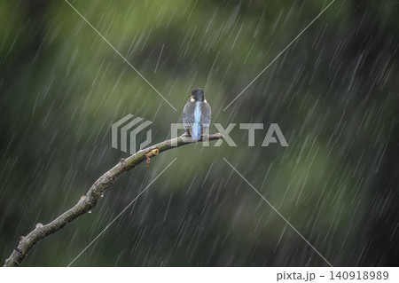 水辺のカワセミ 140918989