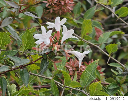 Close Up of Glossy Abelia White Flowers Close Up of Glossy Abelia White Flowers 140919042