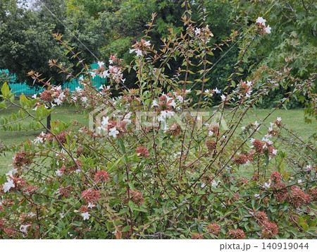 Flowering Glossy Abelia in Ornamental Landscape Flowering Glossy Abelia in Ornamental Landscape 140919044