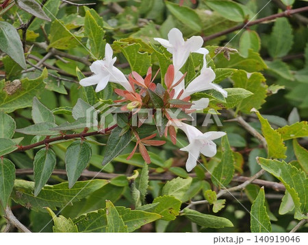 Glossy Abelia Flowers in Bloom with White Tubular Blossoms 140919046