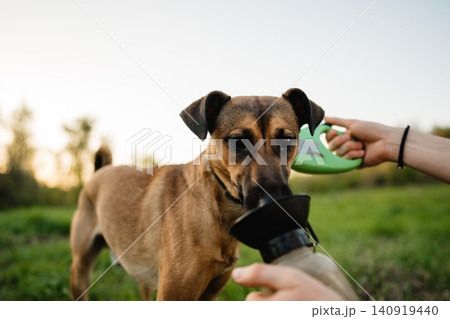 Dog drinks water from bottle in park during sunset Dog drinks water from bottle in park during sunset 140919440