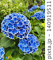 紫陽花 140919511