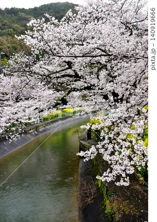 京都市山科区　安朱橋付近の山科疏水（琵琶湖疏水）と満開桜と菜の花 140919666