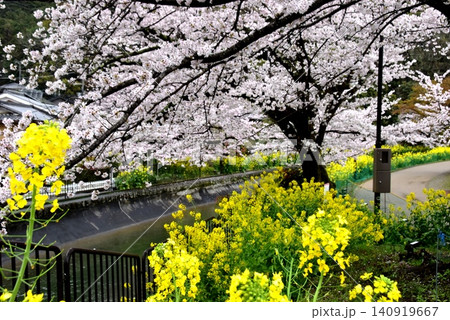 京都市山科区 安朱橋付近の山科疏水(琵琶湖疏水)散策路と満開桜と菜の花 京都市山科区 安朱橋付近の山科疏水(琵琶湖疏水)散策路と満開桜と菜の花 140919667