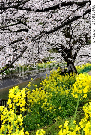 京都市山科区 安朱橋付近の山科疏水(琵琶湖疏水)と満開桜と菜の花 京都市山科区 安朱橋付近の山科疏水(琵琶湖疏水)と満開桜と菜の花 140919669
