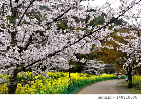 京都市山科区 安朱橋付近の山科疏水(琵琶湖疏水)散策路と満開桜と菜の花 京都市山科区 安朱橋付近の山科疏水(琵琶湖疏水)散策路と満開桜と菜の花 140919670