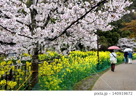京都市山科区 安朱橋付近の山科疏水(琵琶湖疏水)散策路と満開桜と菜の花 京都市山科区 安朱橋付近の山科疏水(琵琶湖疏水)散策路と満開桜と菜の花 140919672