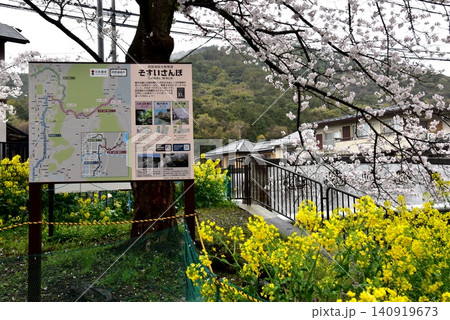 京都市山科区 安朱橋付近の山科疏水(琵琶湖疏水)と満開桜と菜の花 京都市山科区 安朱橋付近の山科疏水(琵琶湖疏水)と満開桜と菜の花 140919673