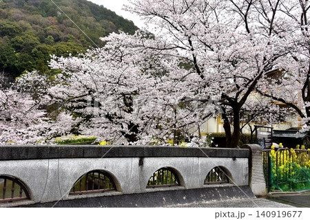 京都市山科区 安朱橋付近の山科疏水(琵琶湖疏水)と満開桜と菜の花 京都市山科区 安朱橋付近の山科疏水(琵琶湖疏水)と満開桜と菜の花 140919677