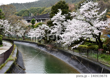 京都市山科区 安朱橋付近の山科疏水(琵琶湖疏水)と満開桜 京都市山科区 安朱橋付近の山科疏水(琵琶湖疏水)と満開桜 140919678